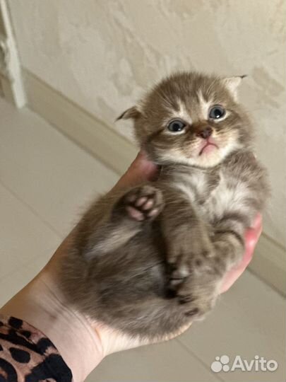 Шотландский котенок