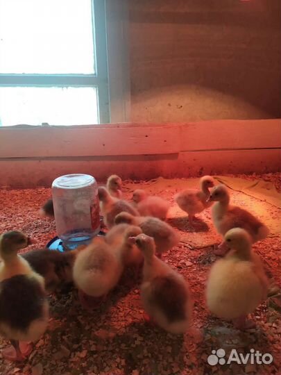 Молодняк птицы