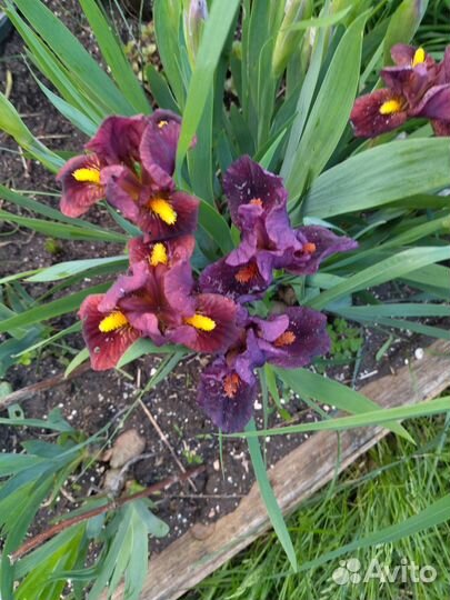 Карликовые ирисы