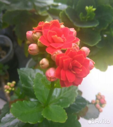 Кланхоэ разных цветов