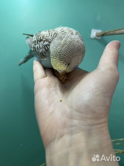 Волнистые попугаи, птенцы, чехи, радужные, пинто