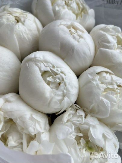 Букет из пионов