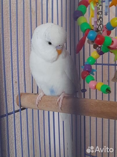 Волнистый попугай