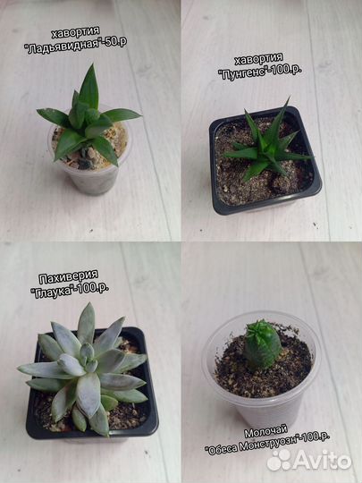 Суккуленты