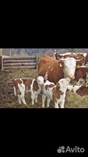 Телята бычки