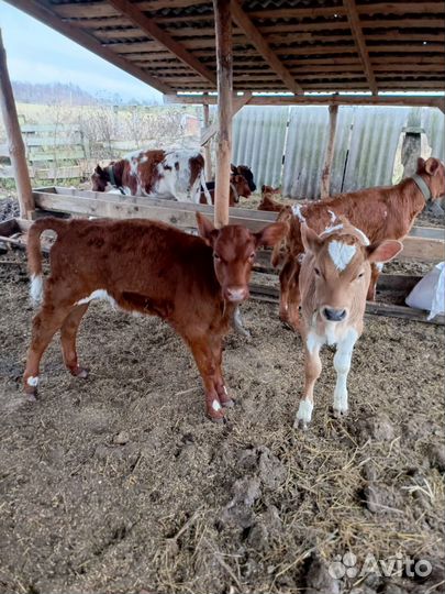 Телочки айрширские