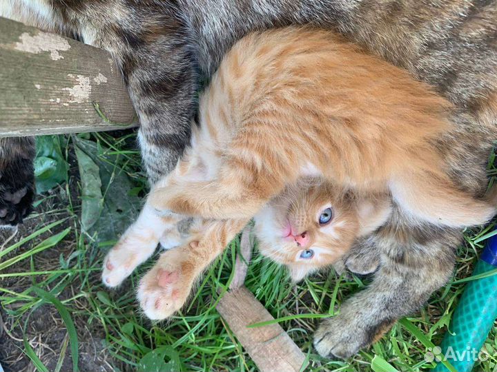 Вислоухие котята