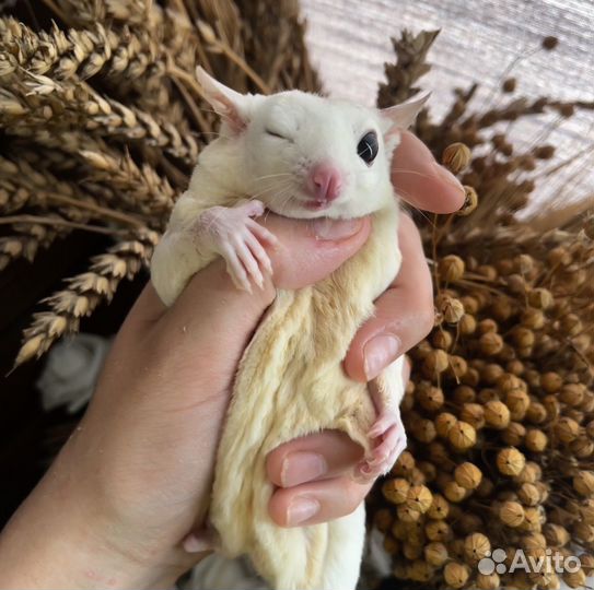 Консультация по содержанию белки-лятеги