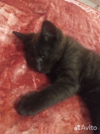 Котёночек в добрые руки