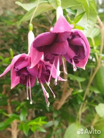 Черенки фуксии -срез