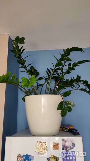 Замиокулькас