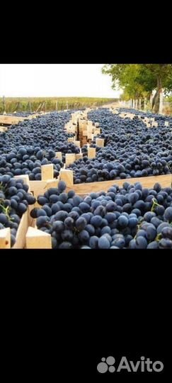 Виноград на вино