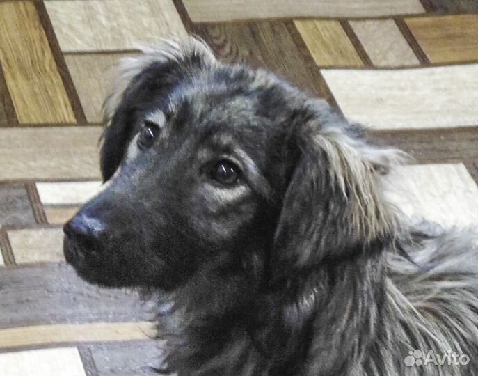 Тима-Фатима - стерильная молодая собака в дар