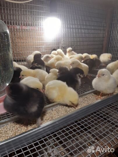Цыплята суточные