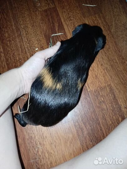 Морская свинка 2 шт