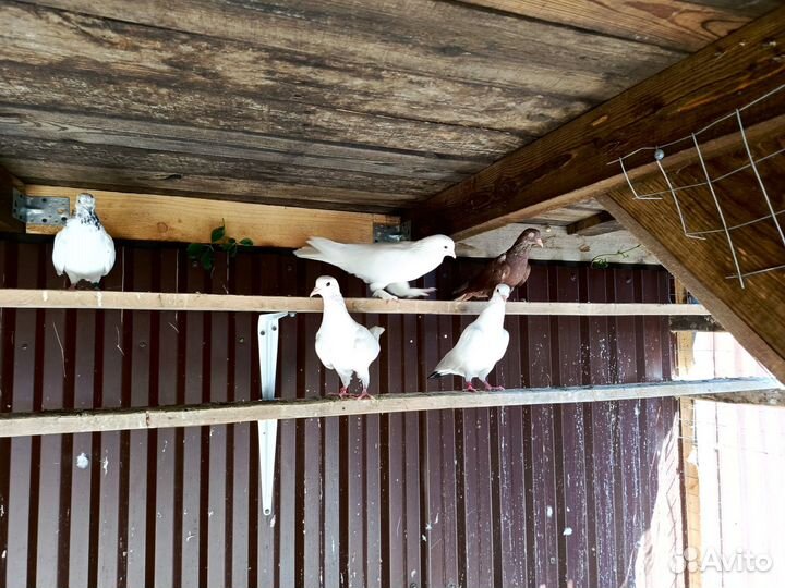 Голуби