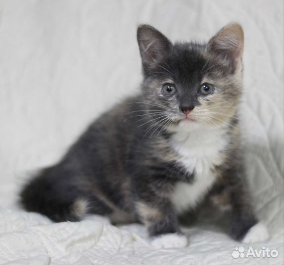 Котята в добрые руки 2-3 месяца