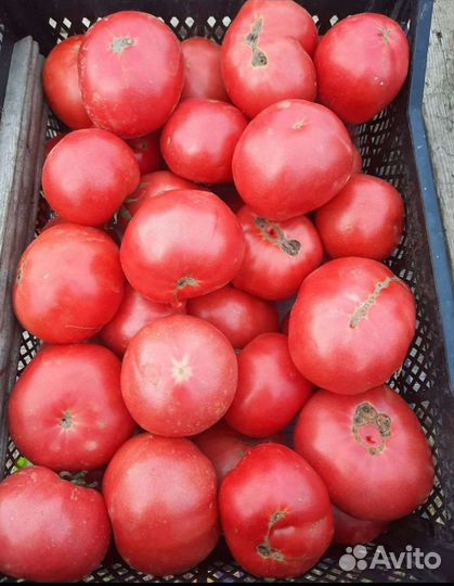 Помидор, рассада, саженцы