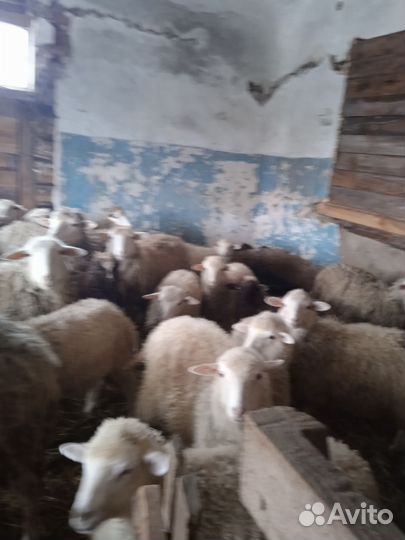 Овцы бараны ягнята Куйбышевской породы
