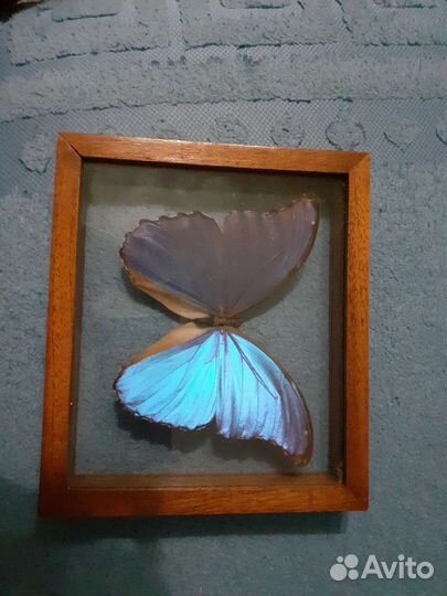 Бабочка Морфо Менелай под стеклом из Бразилии