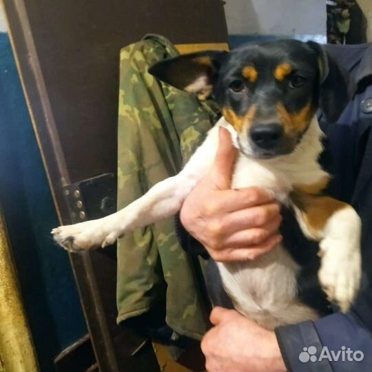 Собаки кошки ищут дом