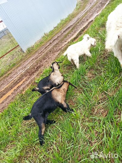 Продам козликов
