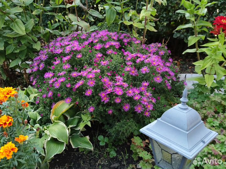 Астра шаровидная