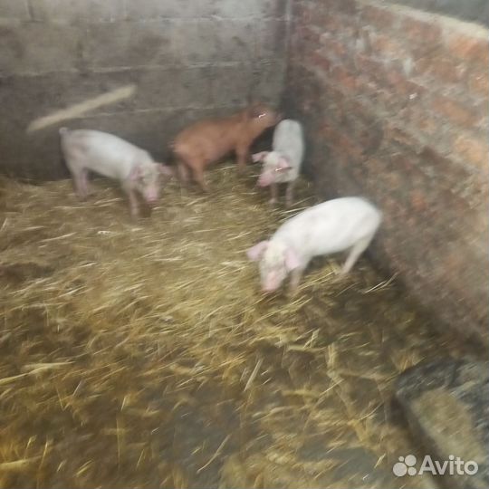Животные поросята