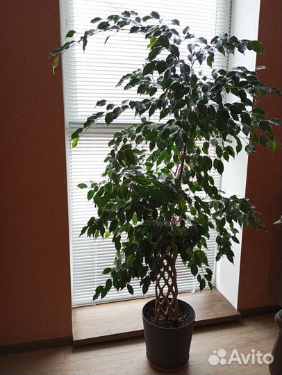 Фикус Бенджамина
