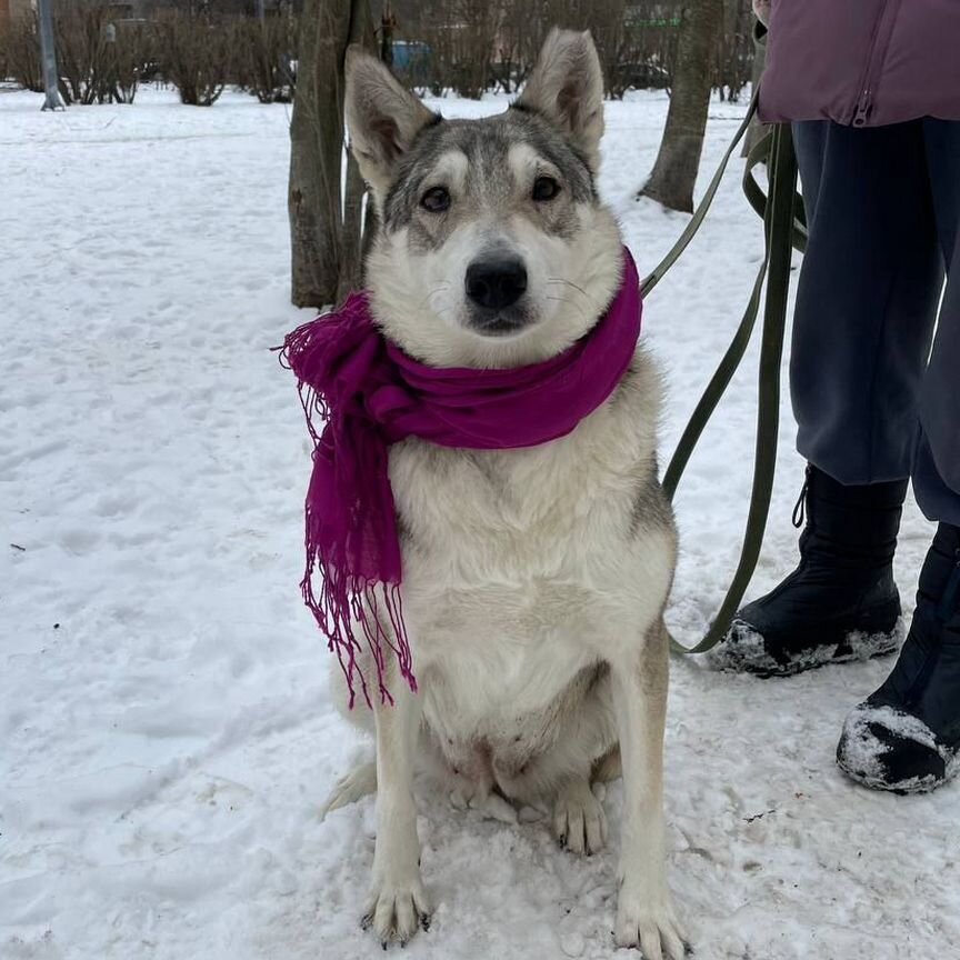 Собака в добрые руки