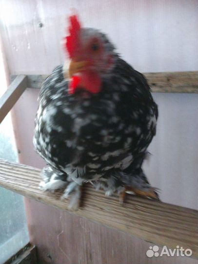 Карликовый кохинхин