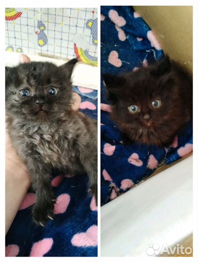 Котята ищут дом