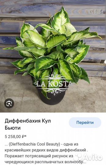 Диффенбахия кул бьюти