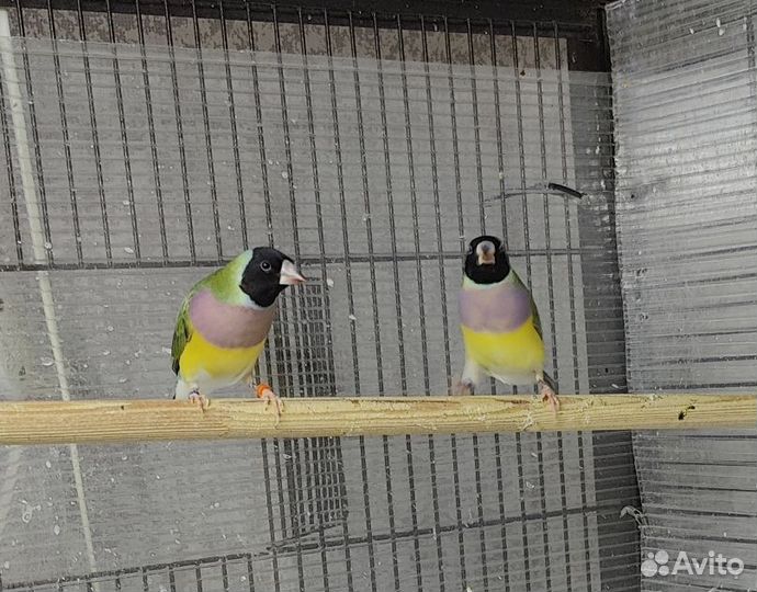 Амадины гульда