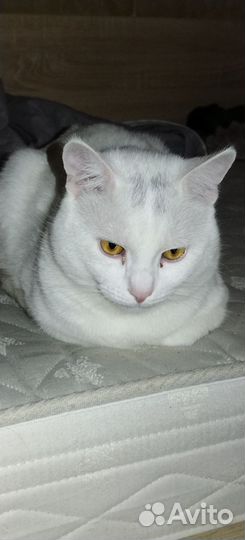 Кошка в дар бесплатно