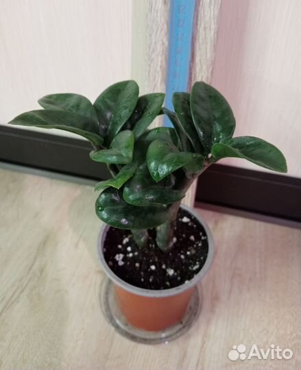 Комнатные растения, цветы. Замиокулькасы разные