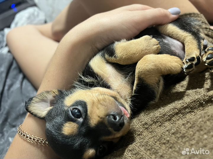 Той-терьер щенок