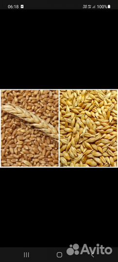 Зерно ячмень продажа