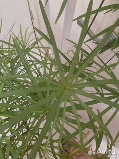 Ципперус (сыть)