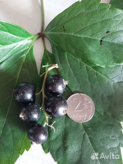 Плодовые кустарники