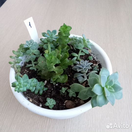 Суккуленты набор