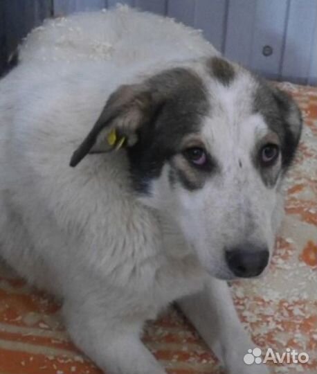 Мурманск и мо Дружок ищет дом