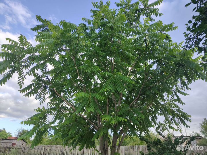 Манчужрский орех саженцы