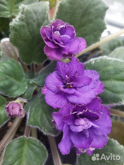 Продаю фиалки