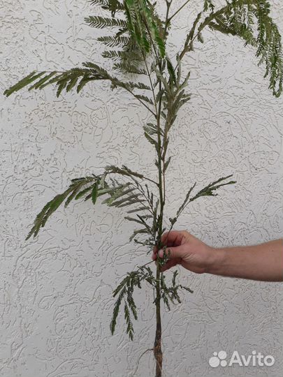 Альбиция, кизильник блестящий