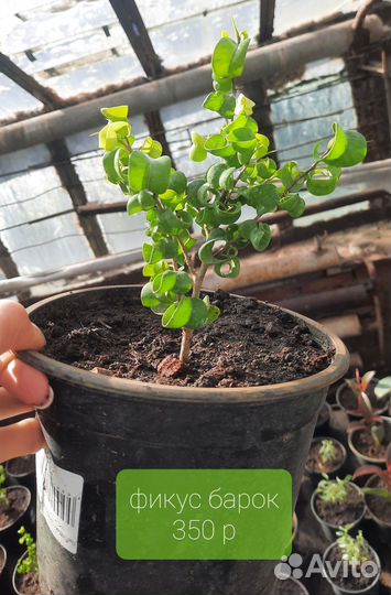 Комнатные растения цветы