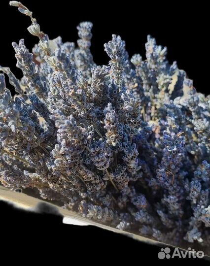 Лаванда пучок 30 гр