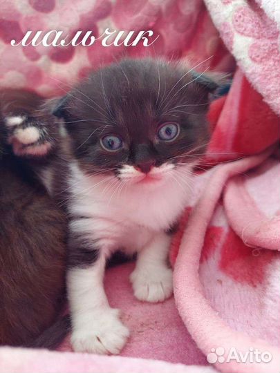 Кошка в дар бесплатно