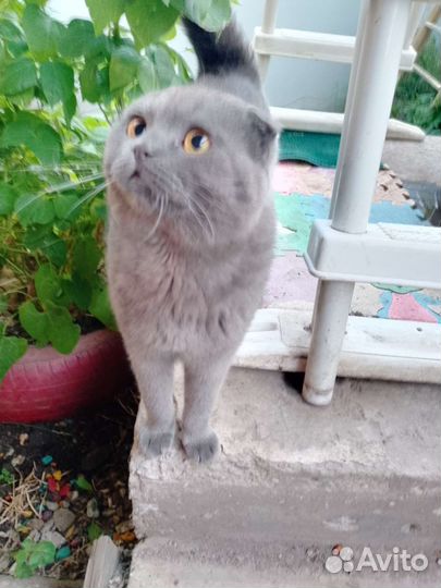 Котята Шотландские вислоухие