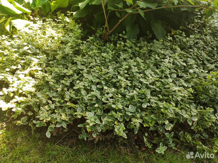 Барвинок пестролистный